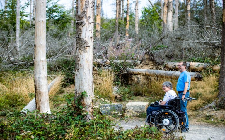 Im Vordergrund sitzt eine Person in einem Rollstuhl auf einem befestigten Weg, daneben steht eine weitere Person. Beide blicken in Richtung eines Waldes, der von abgestorbenen und umgestürzten Bäumen geprägt ist. Die Vegetation besteht aus Gras, Sträuchern und vereinzelten grünen Bäumen. Die Szene vermittelt einen Eindruck von Natur und Barrierefreiheit.